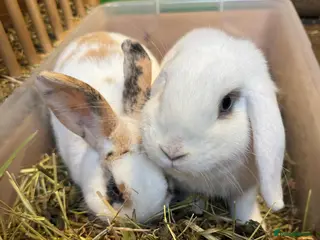 Dwarf Lop rabbits Bonded pair of beautiful girls - Advert 6