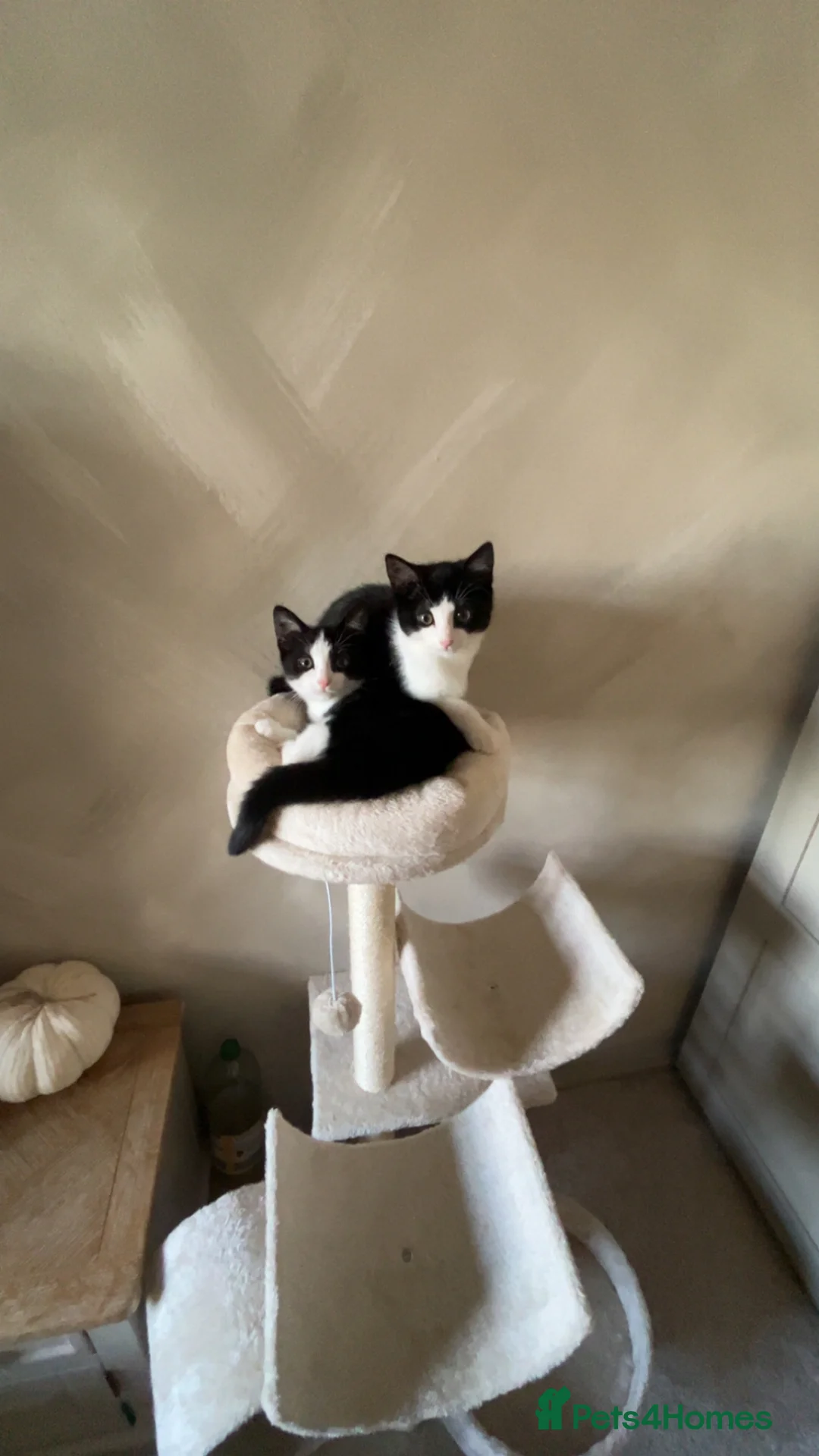 Mixed Breed cats for sale: 2 Beautiful girls  - Advert 2