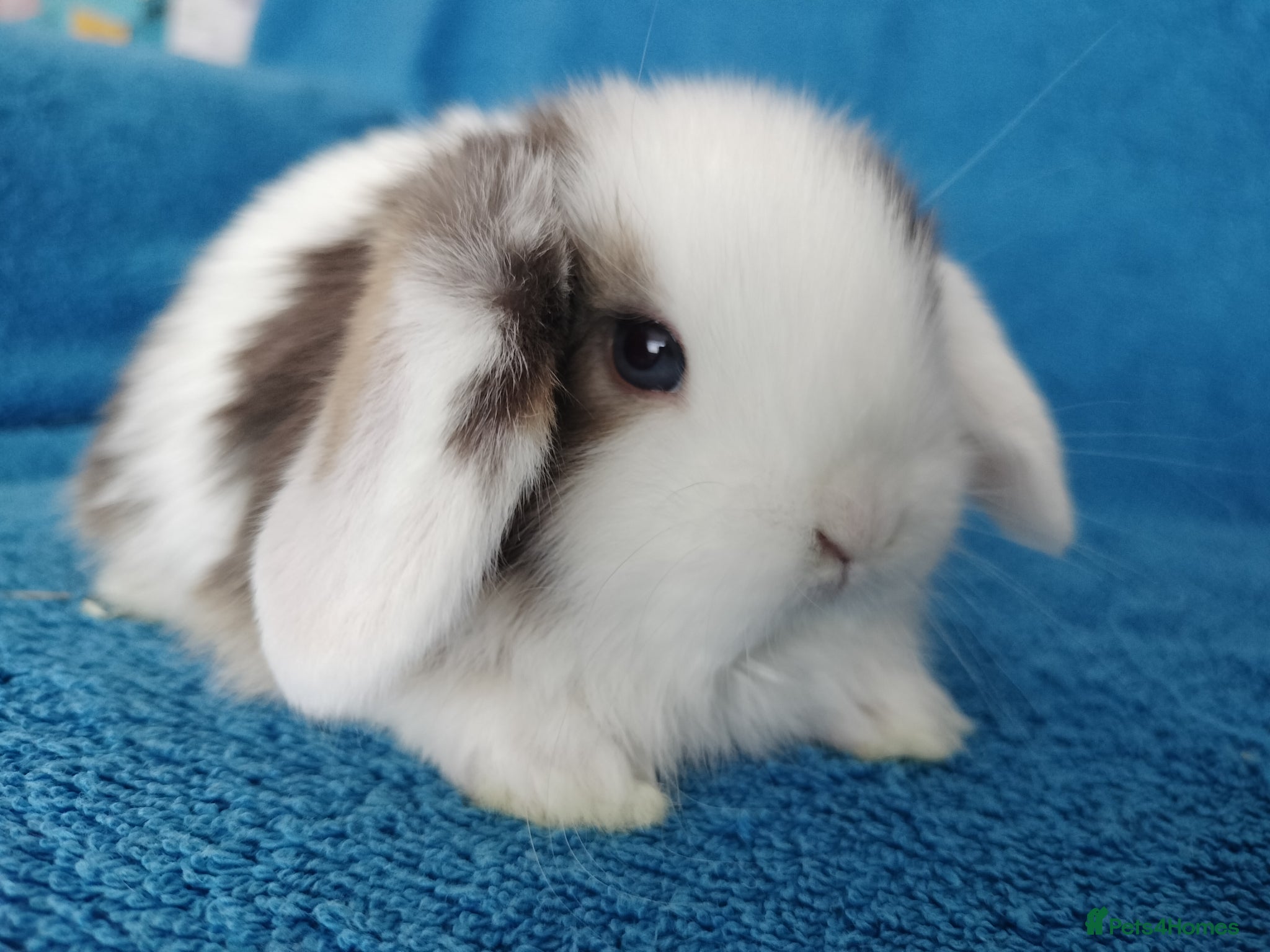 Mini Lop rabbits Baby mini lops for sale  - Advert 4