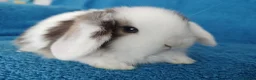 Mini Lop rabbits for sale: Baby mini lops for sale  - Advert 7