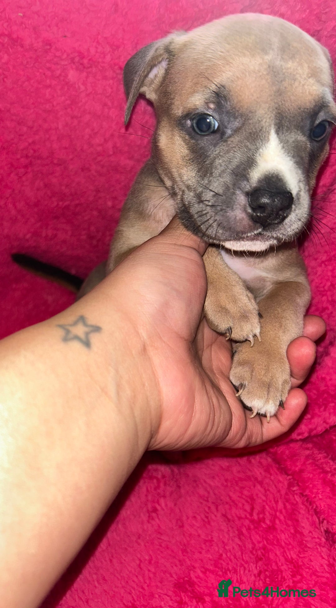 Mixed Breed dogs for sale: Beautiful chunky bully cross staffy pups tri /fawn - Image 23
