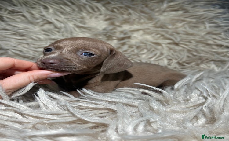 Miniature Dachshund dogs - Advert 6