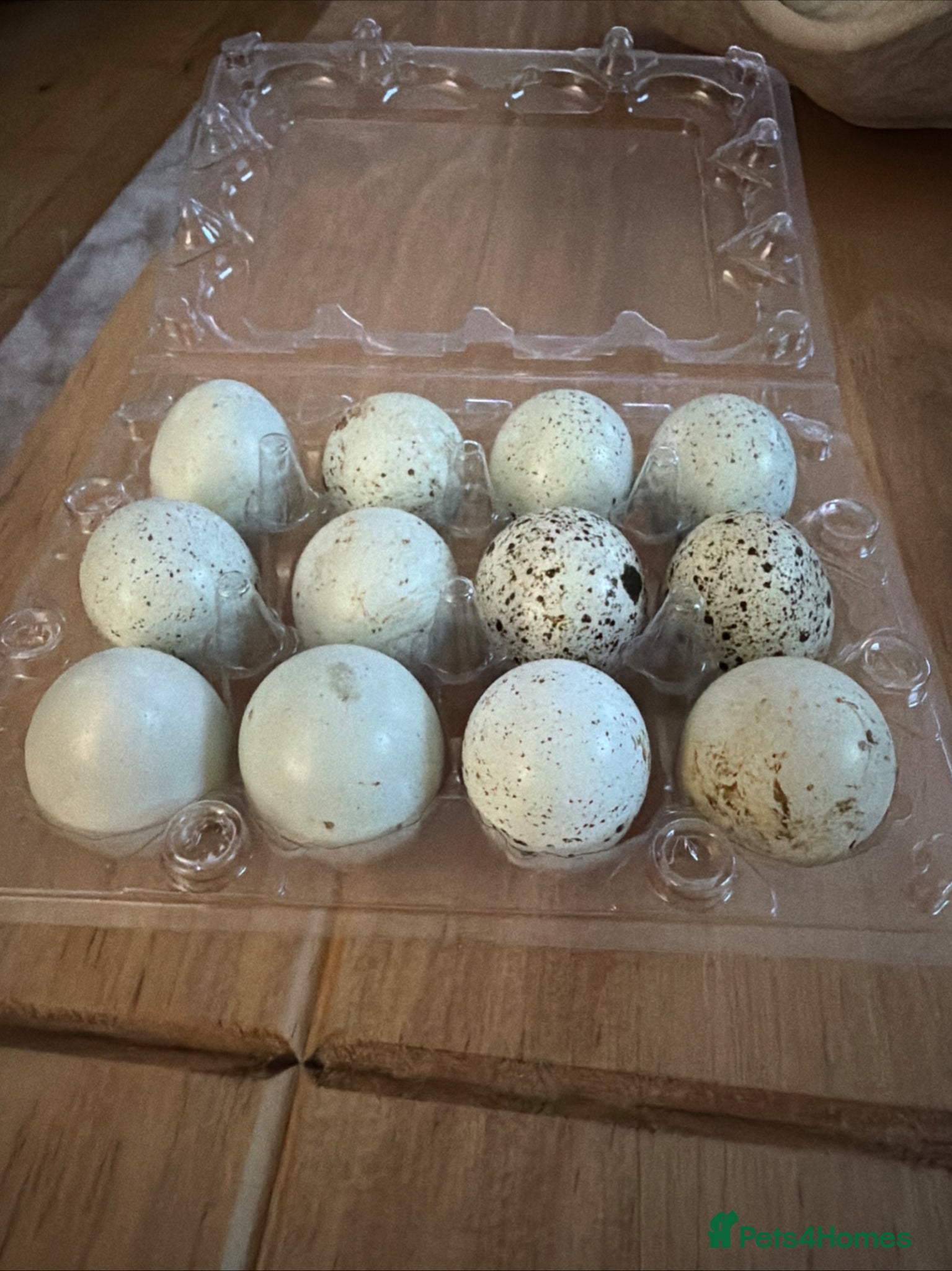 Quail poultry Celedon blue quail eggs  - Advert 13