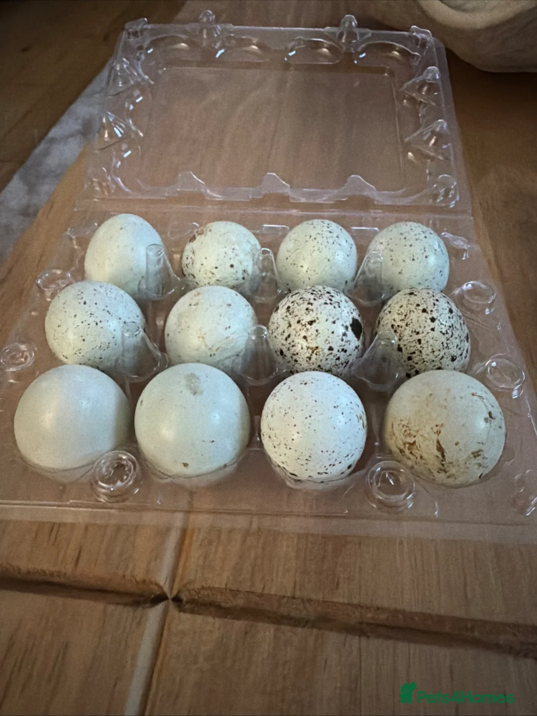 Quail poultry for sale: Celedon blue quail eggs  in Chester-le-Street - Advert 1