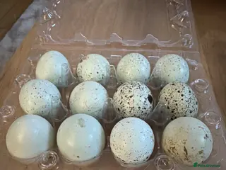 Quail poultry Celedon blue quail eggs - Advert 13