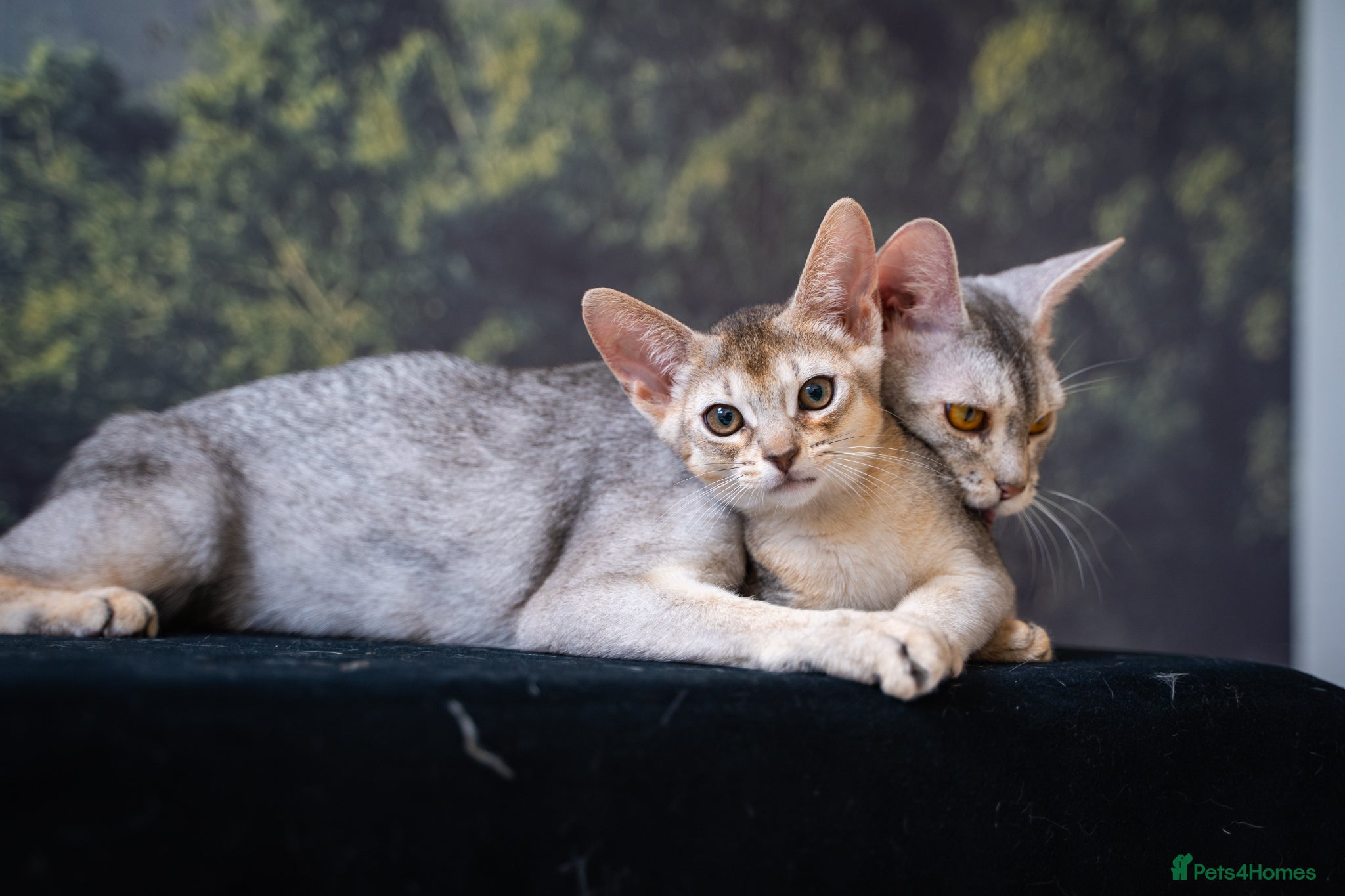Abyssinian cats Buddy-Silver Abyssinian boy-Available-TOP quality - Advert 1