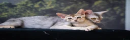 Abyssinian cats for sale: Buddy-Silver Abyssinian boy-Available-TOP quality - Advert 1