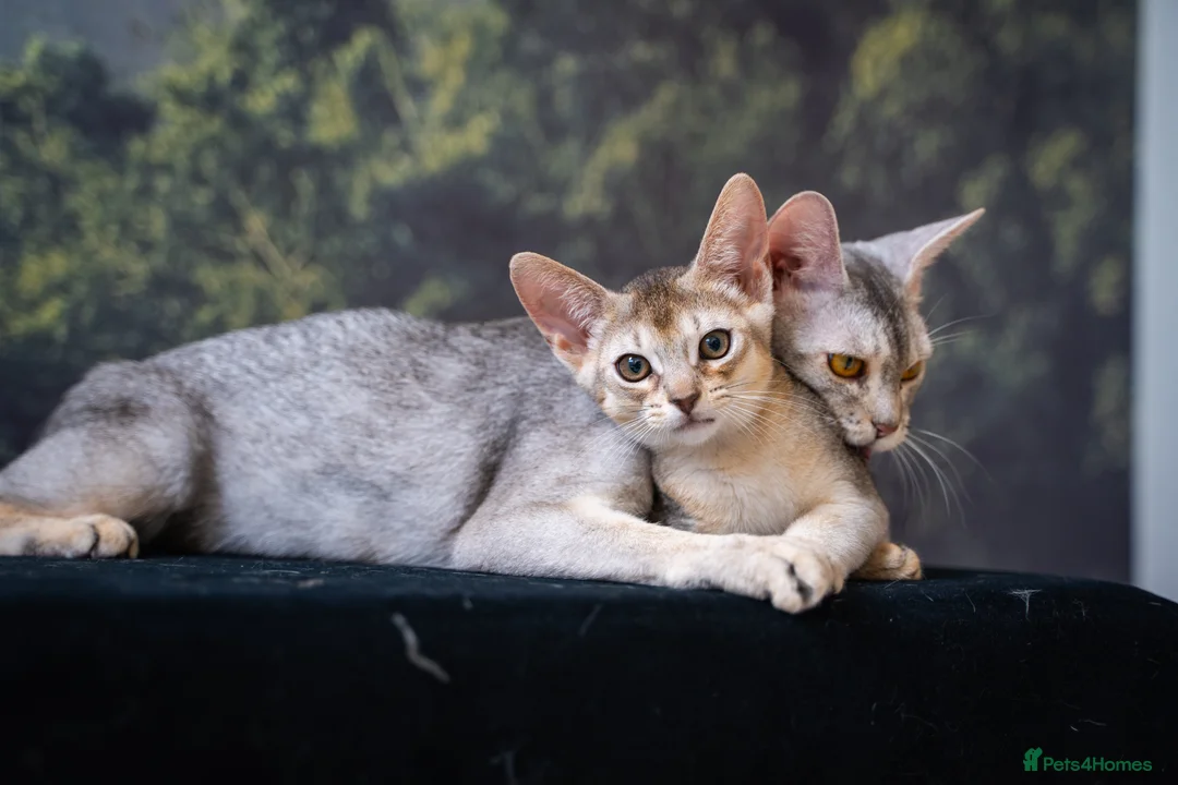 Abyssinian cats for sale: Buddy-Silver Abyssinian boy-Available-TOP quality - Advert 1