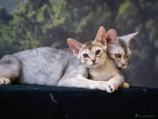 Abyssinian cats for sale: Buddy-Silver Abyssinian boy-Available-TOP quality - Advert 3