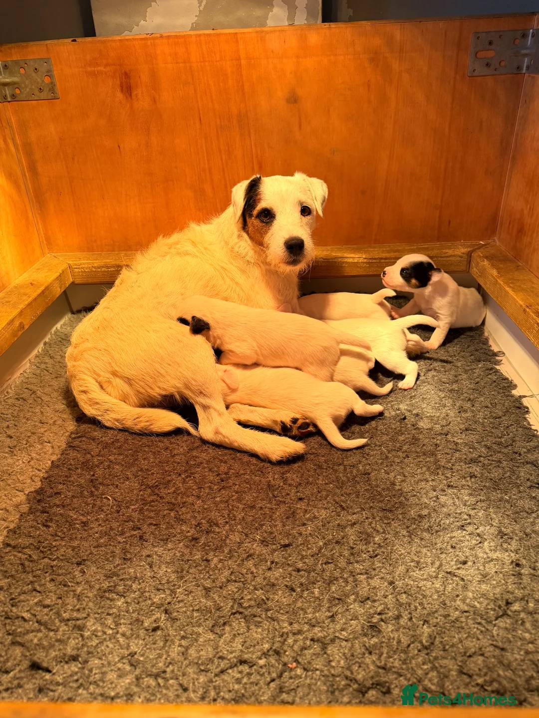 Parson Russell dogs for sale: Stunning KC Reg Parson Russell Terriers - Advert 2