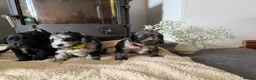 Cockapoo dogs for sale: Health tested F1 Cockapoos  - Advert 10