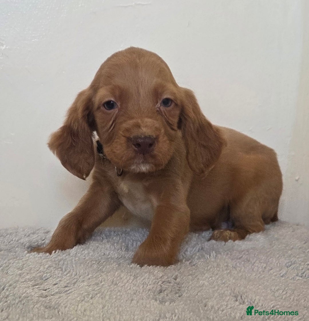Cocker Spaniel dogs for sale: 6 cocker spaniel pups  - Advert 6