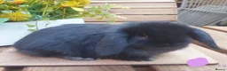 Mini Lop rabbits for sale: 2 gorgeous purebred minilops  - Advert 3