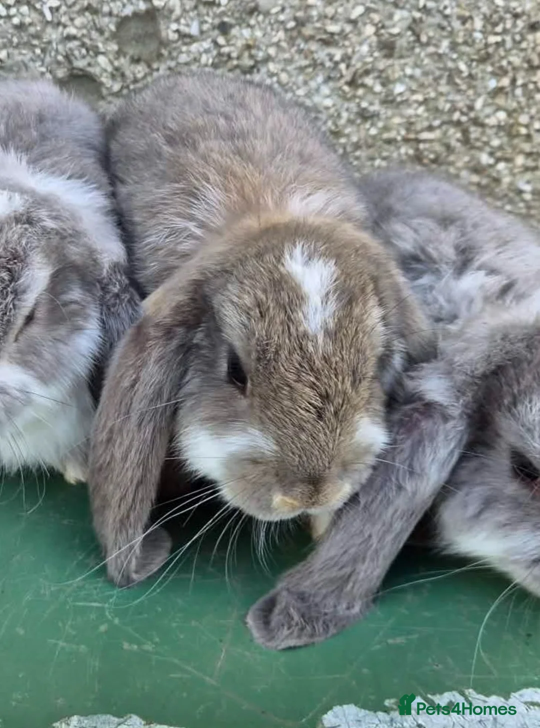 French Lop rabbits for sale: French lop doe looking for her forever home  - Advert 3