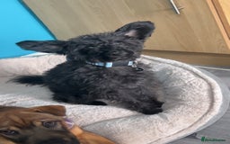 Mixed Breed dogs for sale: Rehoming male and female - Image 7