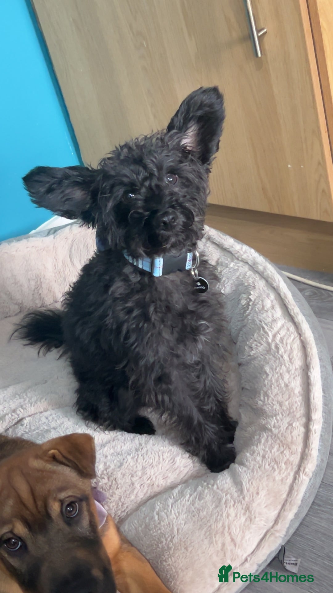 Mixed Breed dogs for sale: Rehoming male and female - Image 7