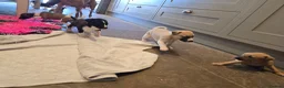 Whippet dogs for sale: Kc reg whippet litter - Advert 21