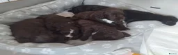 Sprocker dogs for sale: Sprocker puppies  - Advert 22