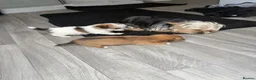 Mixed Breed dogs for sale: Yorkie x jack russle puppies  - Advert 3