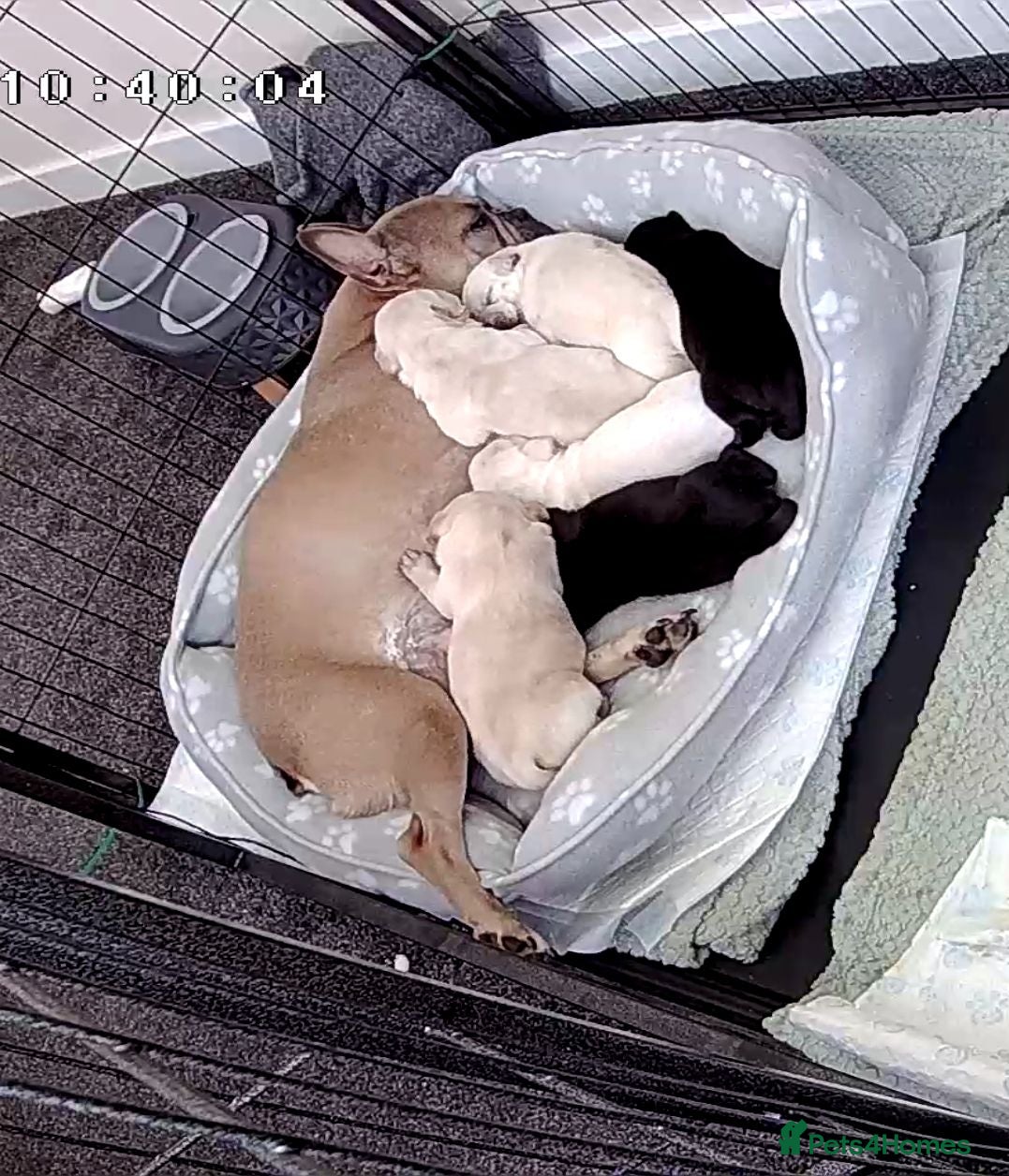 Mixed Breed dogs French Bulldog Cross Pups - Advert 1