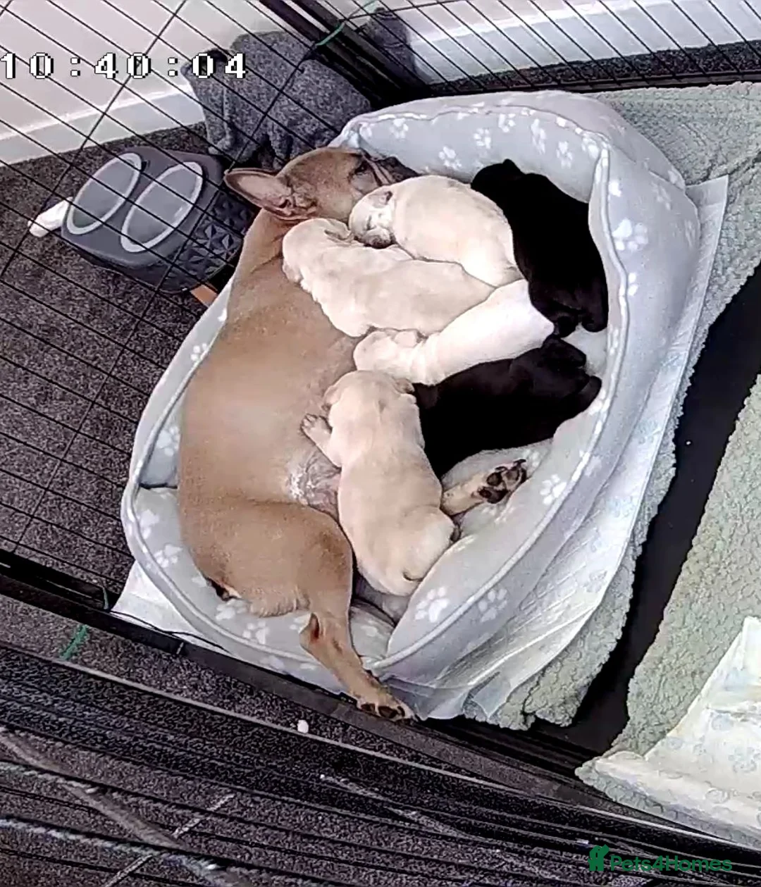 Mixed Breed dogs for sale: French Bulldog Cross Pups - Advert 1
