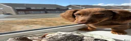 Miniature Dachshund dogs for sale: chocolate & tan longhair miniature dachshund  in Plymouth - Advert 6