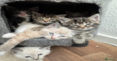 Mixed Breed cats - Advert 1