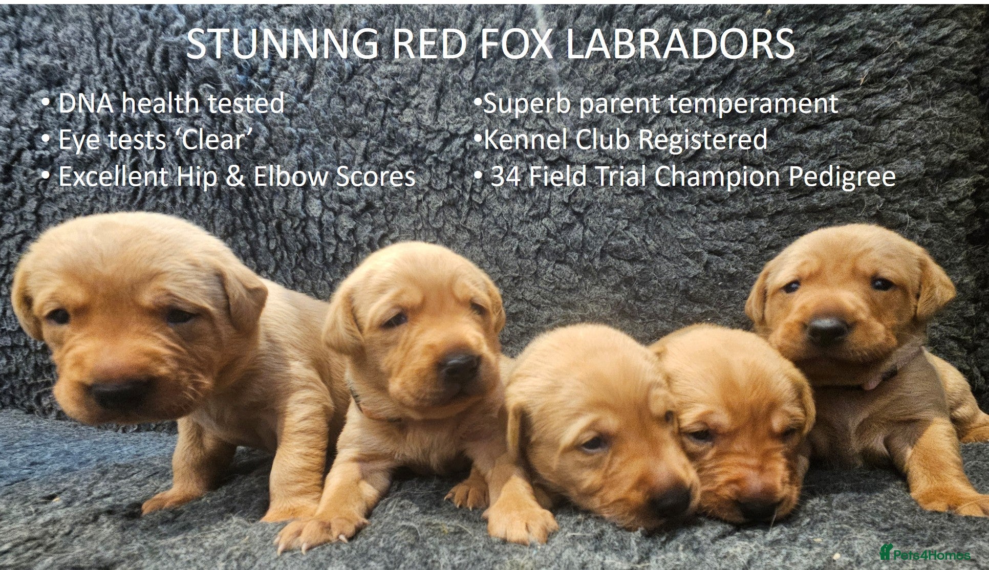 Labrador Retriever dogs Red Fox Labs : Health Checked-KC Reg,FTCH Pedigree - Advert 1