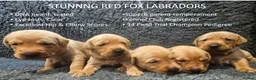 Labrador Retriever dogs for sale: Red Fox Labs : Health Checked-KC Reg,FTCH Pedigree - Advert 1