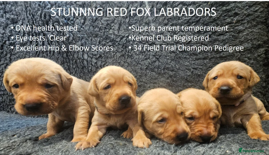 Labrador Retriever dogs for sale: Red Fox Labs : Health Checked-KC Reg,FTCH Pedigree - Advert 1