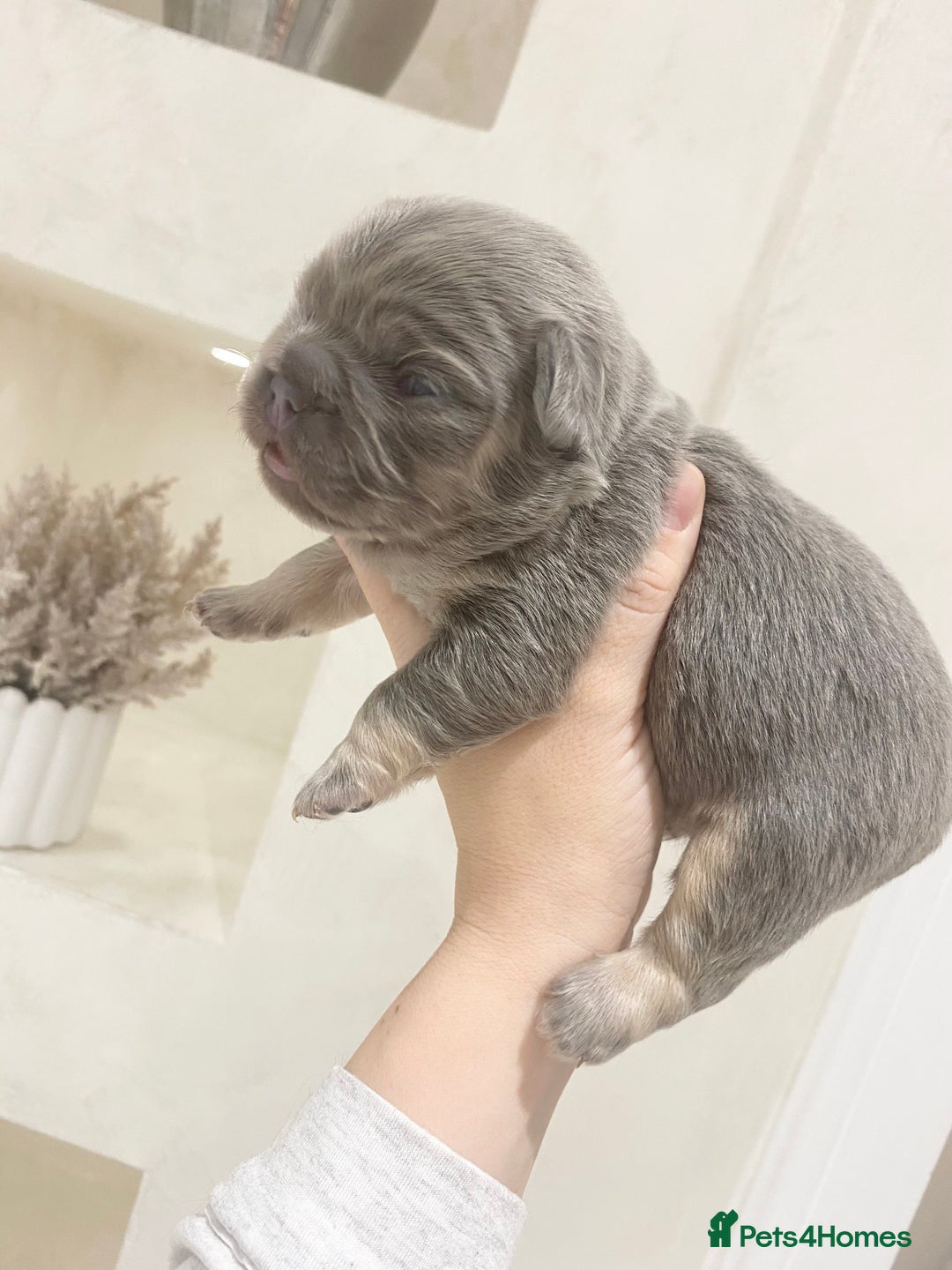 French Bulldog dogs for sale: TINY TEDDY BEAR FRENCH BULLDOG PUPS  - Advert 4
