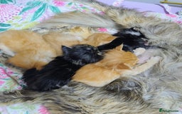 Maine Coon cats for sale: 5 beautiful full Maine Coon kittens for sale - Advert 10