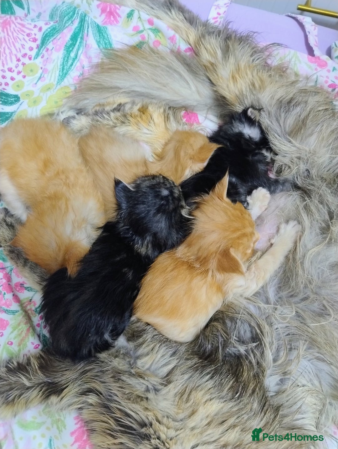 Maine Coon cats for sale: 5 beautiful full Maine Coon kittens for sale - Advert 10