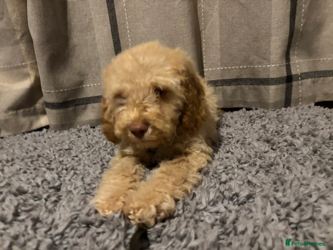 Cockapoo dogs for sale: 🐶8 Beautiful Cockapoo puppies🐶 - Advert 20