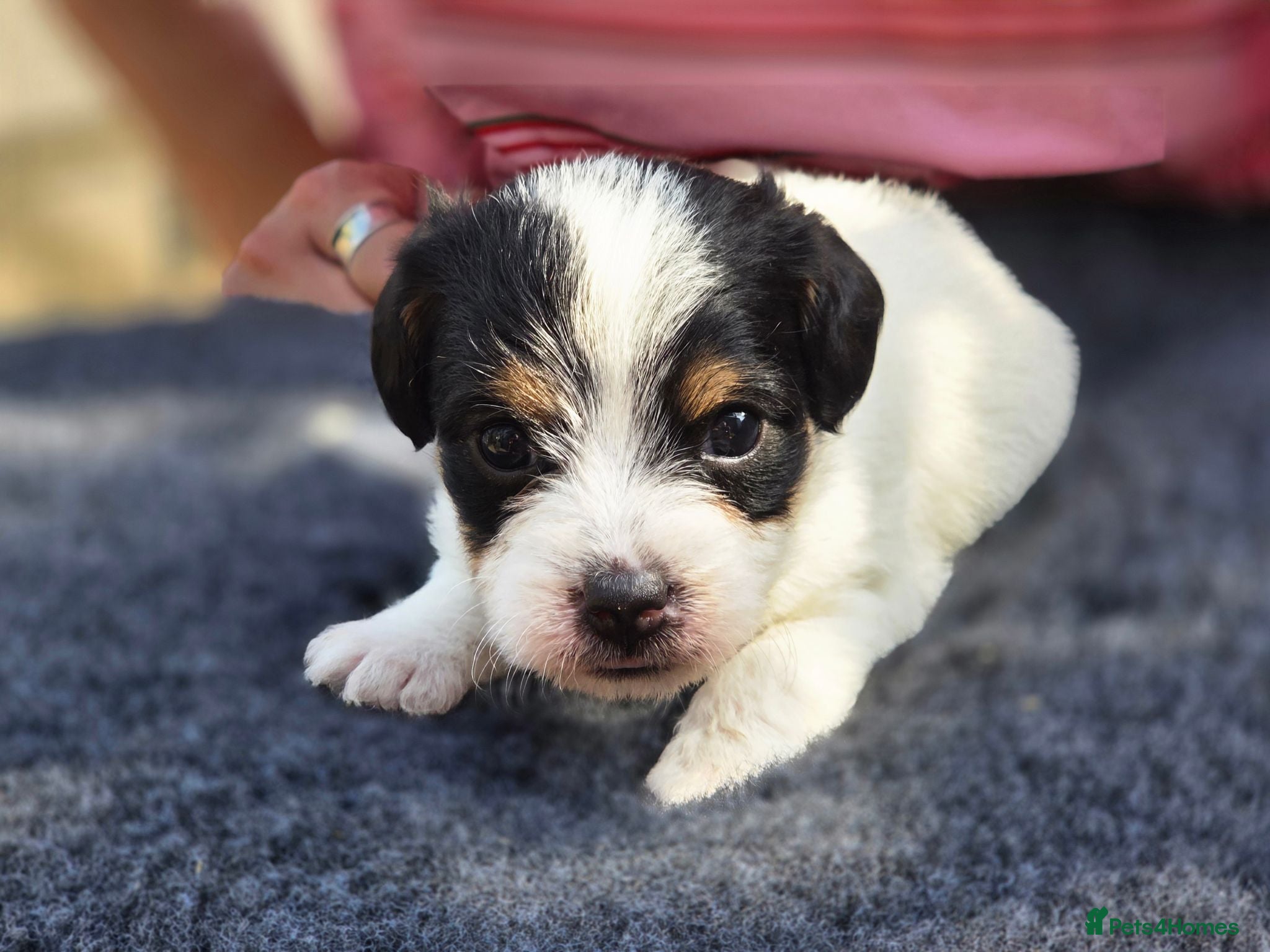 Jack Russell dogs Stunning rough&smooth coated tri jack Russell pups - Advert 1