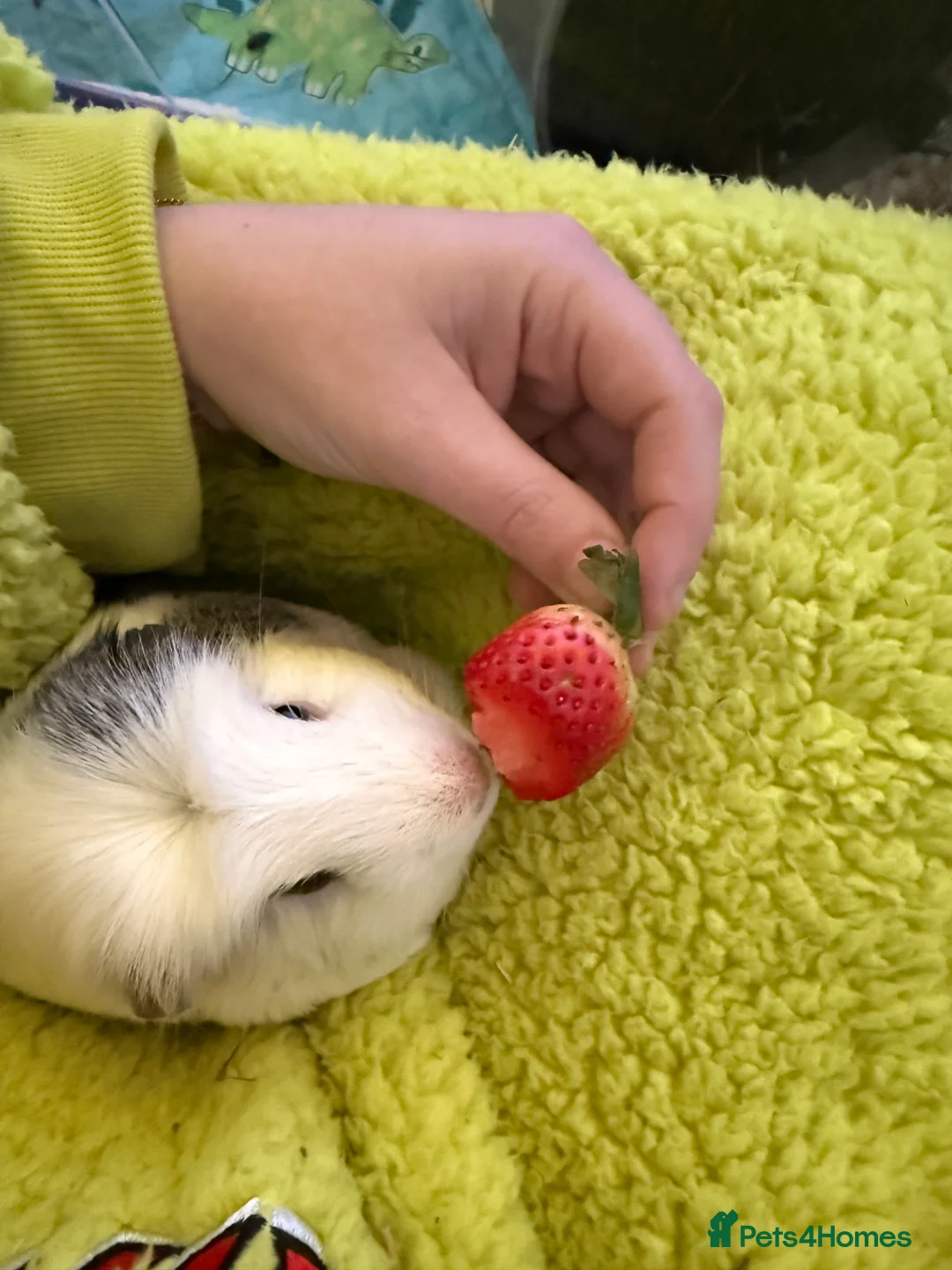 Guinea Pig rodents for sale: 2x bonded Male Guinea pigs  - Advert 10