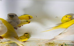 Parakeets birds for sale: Various colours/age  budgies  - Image 5