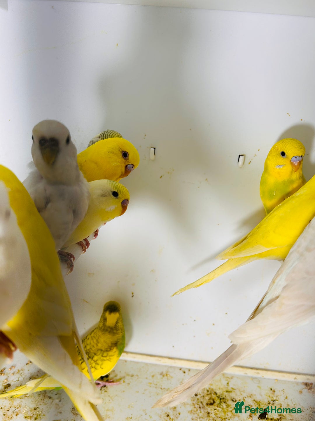 Parakeets birds for sale: Various colours/age  budgies  - Image 5