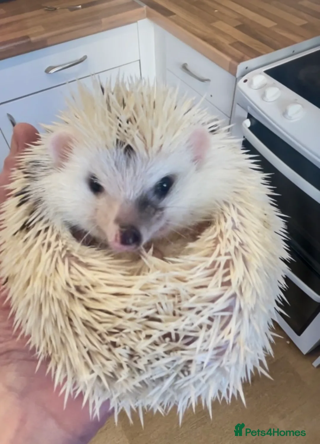 Pygmy Hedgehog rodents for sale: Stunning Male White Pinto African Pygmy Hedgehog  - Advert 2