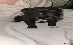 Mixed Breed dogs for sale: Huge American akita x cane corso pups - Advert 30