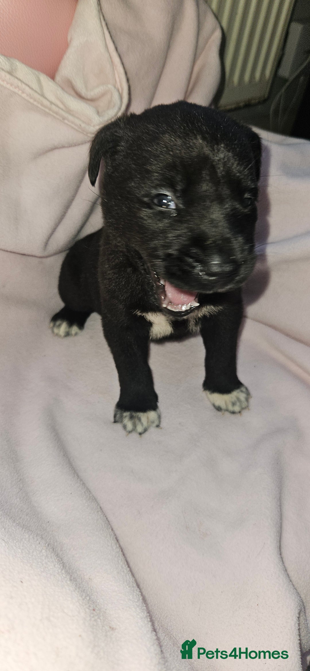 Mixed Breed dogs for sale: Huge American akita x cane corso pups - Advert 30