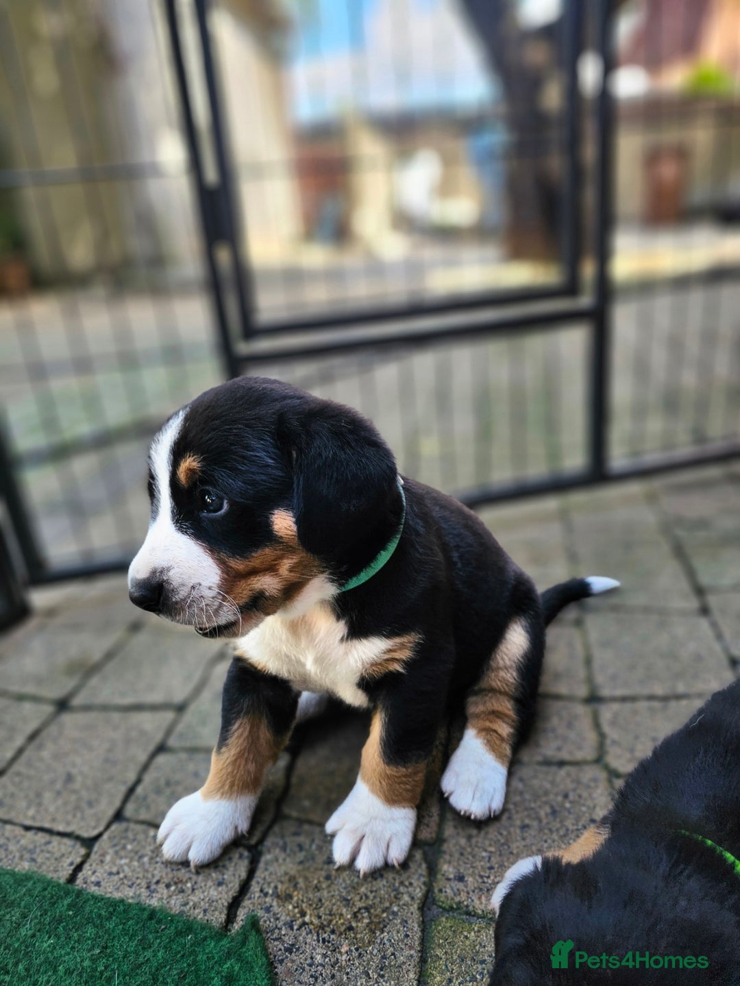 Entlebucher Mountain Dog dogs for sale: Entlebucher Mountain Dog - Image 22
