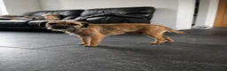 Border Terrier dogs for sale:  Ready to leave Border terrier male - Advert 3
