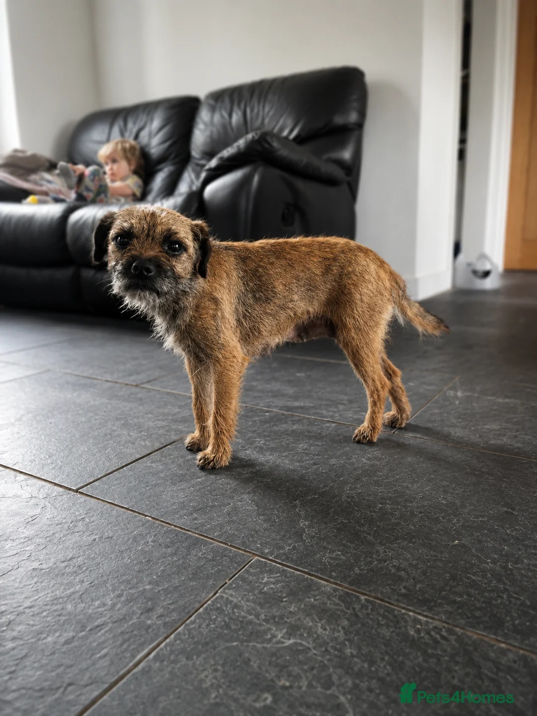 Border Terrier dogs for sale:  Ready to leave Border terrier male - Advert 3