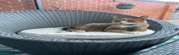 Mixed Breed cats for sale: Selling lovely kittens  - Advert 4