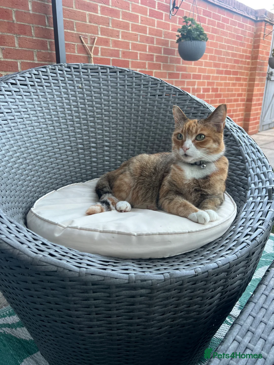 Mixed Breed cats for sale: Selling lovely kittens  - Advert 4