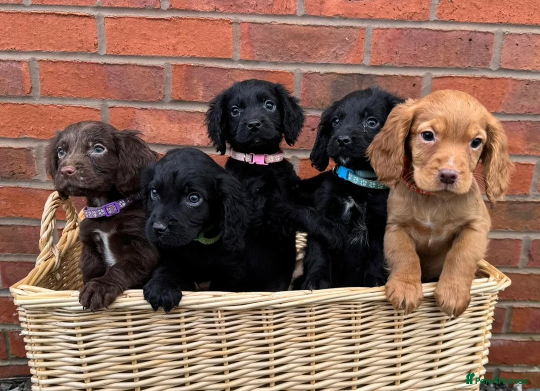Cocker Spaniel dogs for sale: Ready Now- Working Cocker Spaniel Puppies - Advert 1