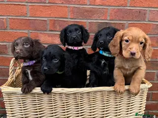 Cocker Spaniel dogs Working Cocker Spaniel Puppies - Health Tested - Advert 5