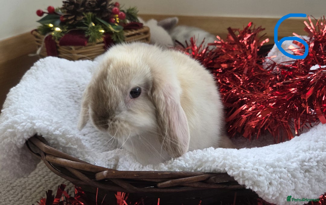 Mini Lop rabbits for sale: Beautiful Baby Purebred Mini Lops - Ready 15th Dec - Advert 11