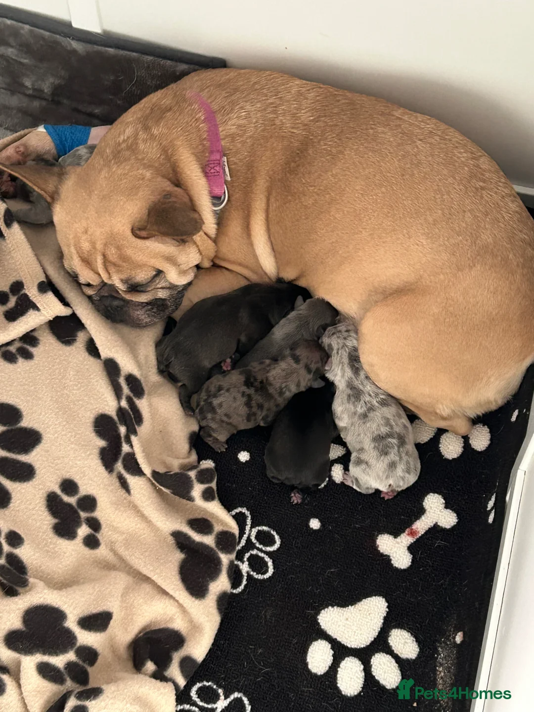 French Bulldog dogs for sale: French Bulldog puppies Ready 11th April - Advert 23